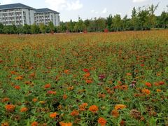 -扬州大学(扬子津校区)