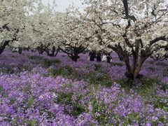 -江苏三台山国家森林公园