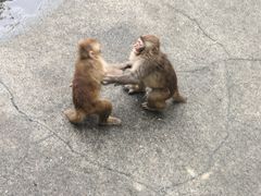 -成都动物园