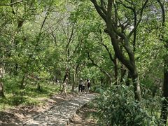 -上海佘山国家森林公园天马山园