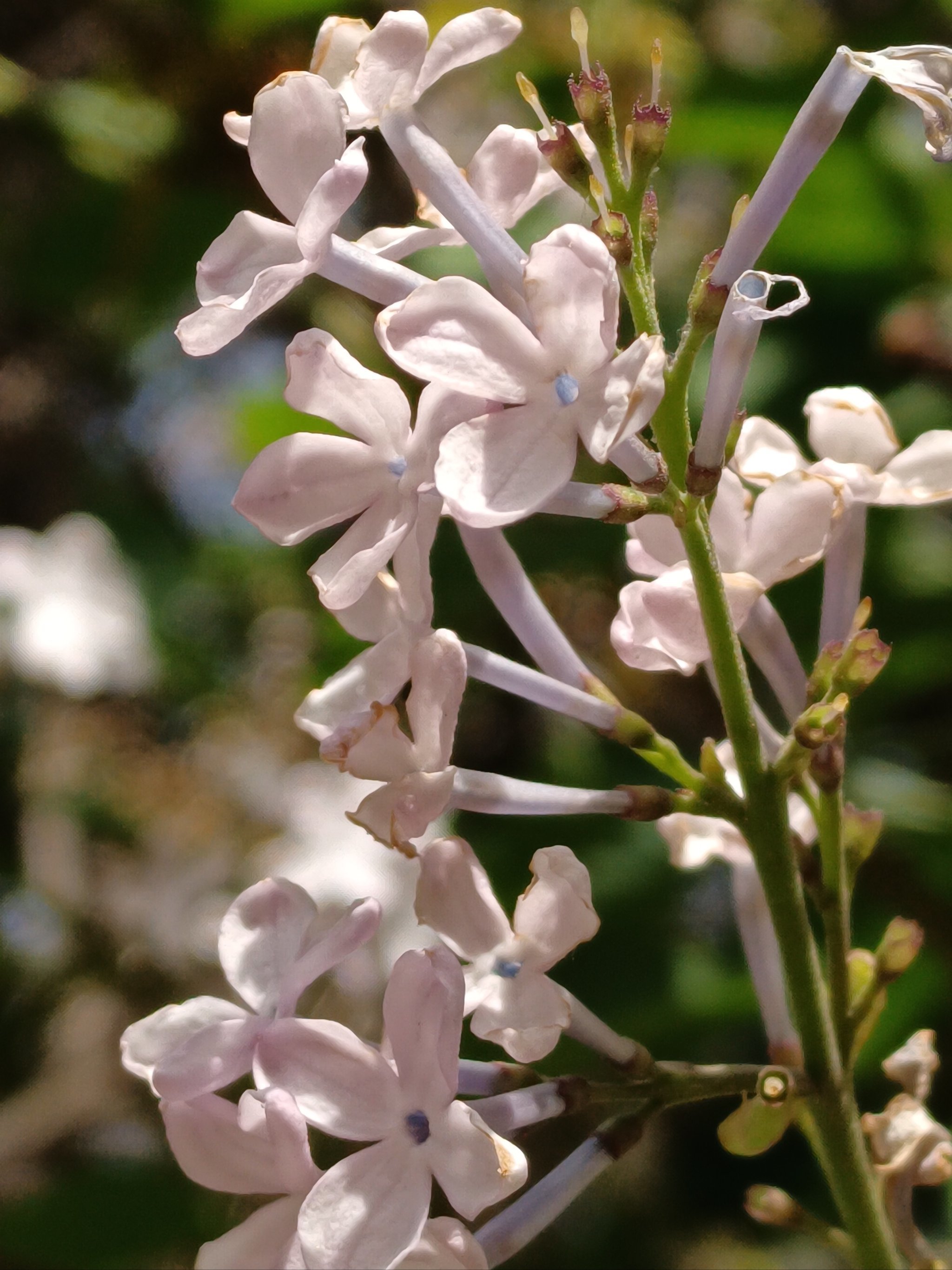 树影婆娑,花香袭