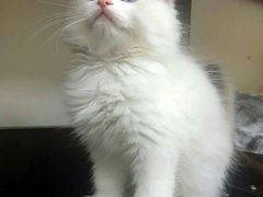 -东方名猫馆·英短金渐层布偶猫舍(环线广场1号楼店)