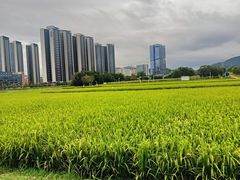 -光明小镇欢乐田园