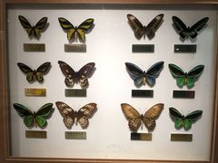 -上海昆虫博物馆