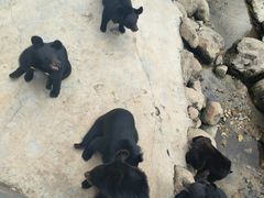 -青峰峡国家森林公园