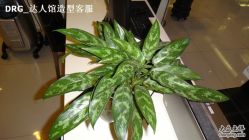 DSC01100-DRG达人馆造型