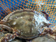 梭子蟹-蓝珊甄选海鲜自助·火锅大排档(近阿那亚店)