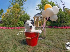 -超宠爱宠物摄影-Super pet