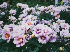 -人民公园(罗湖区)