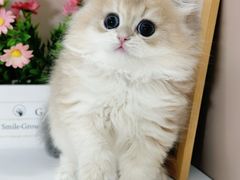-小猫来了·猫舍(红山六九七九店)