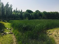 -东郊湿地公园