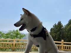-甘井子公园
