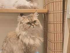-滚猫咖啡·猫咖·猫友好撸猫(未来城店)