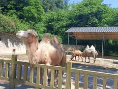 -贵州森林野生动物园