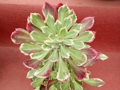 -龙大花卉苗木市场