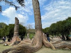 -深圳仙湖植物园