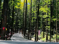 -山王坪喀斯特国家生态公园