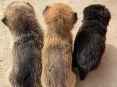 -小鱼草莓采摘园农家乐·小鱼餐厅