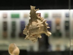 -青岛贝壳博物馆