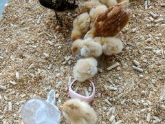 -怪兽屋·羊驼·猫咖·狗咖(俊华广场店)