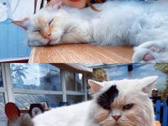 -猫小院猫主题咖啡厅(北锣店)