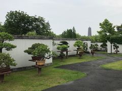 -扬州大运河文化旅游度假区·盆景园