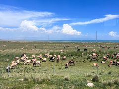-青海湖国家重点风景名胜区
