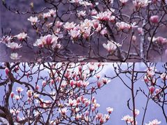 -黑河国家森林公园