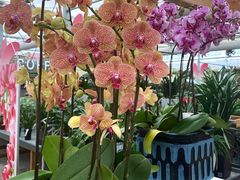 -荷兰花海