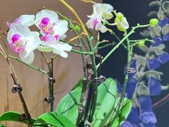 -滇野云南野生菌餐厅(陕西南路店)