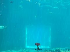 -海棠湾洲际-涛·海底餐厅·美人鱼·自助餐·海底隧道