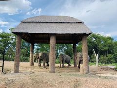 -清迈夜间动物园