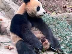 -都江堰中华大熊猫苑