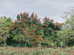 -亚龙湾国际玫瑰谷