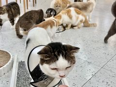 -喵园·猫主题咖啡厅·撸猫·猫咖(国贸店)