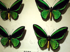 android_upload_pic-上海大自然野生昆虫馆
