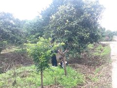 -塘栖枇杷特色园区