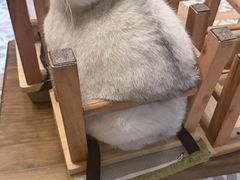 -猫猫幼稚园·撸猫·桌游·电玩