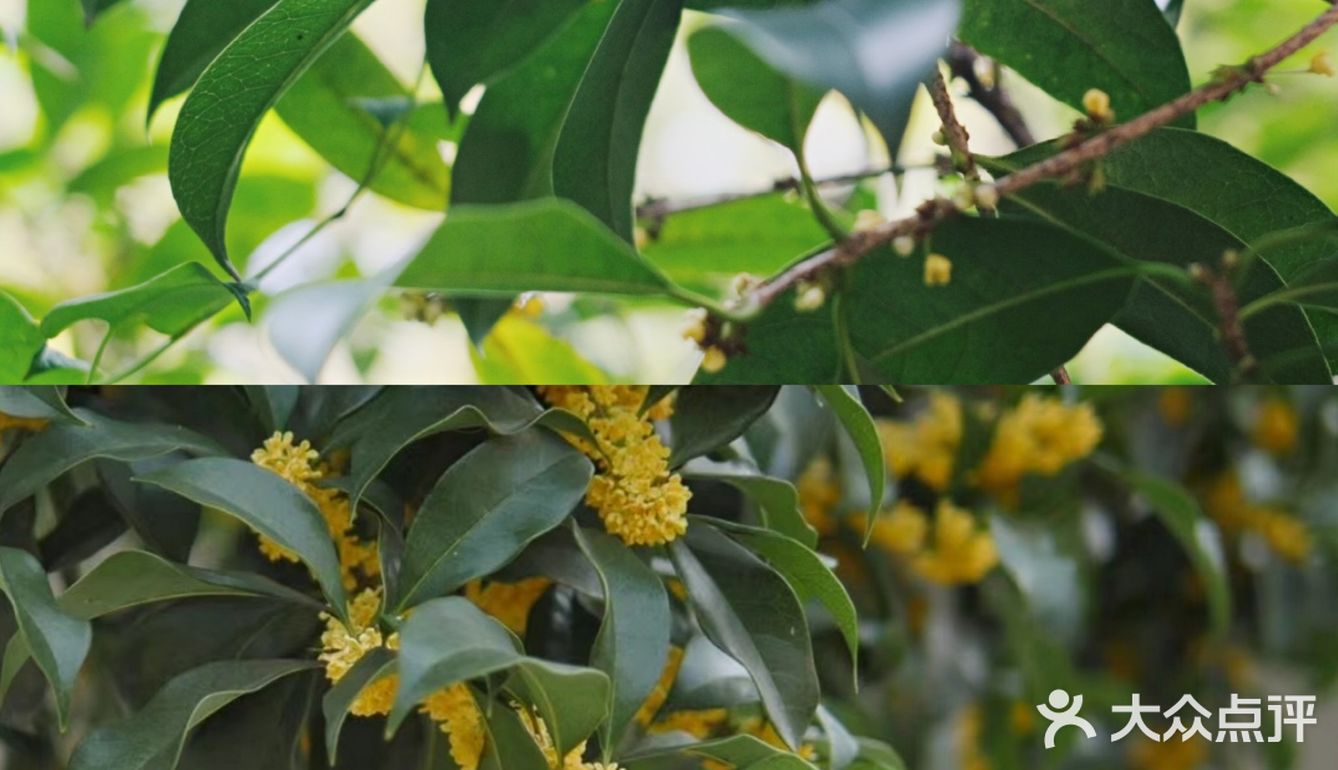 🔥杭州桂花开了，8个赏花圣地，错过后悔