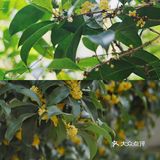 🔥杭州桂花开了，8个赏花圣地，错过后悔