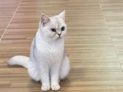 -喵小馆·猫咖狗咖猪咖·饮品店