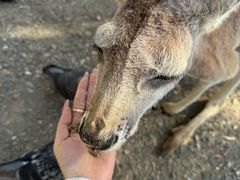 -可伦宾野生动物保护区