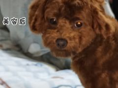 -宠屋宠物美容店