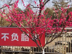 -黄村公园