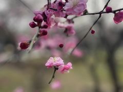 -香雪海