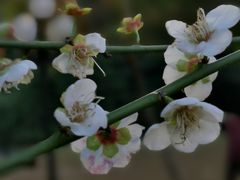 -荔枝公园(福田区)