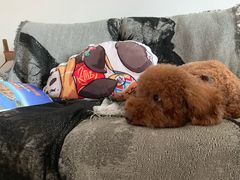 -致善宠物医院(体育路店)