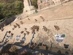 -哈尔滨北方森林动物园