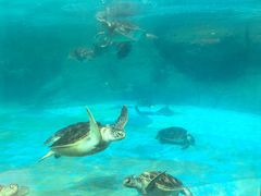 -海合安成都极地海洋公园