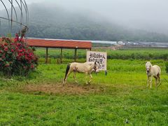 -金石滩蓝莓谷庄园